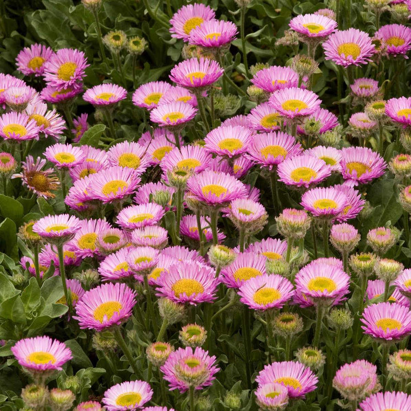 Erigeron glaucus Sea Breeze