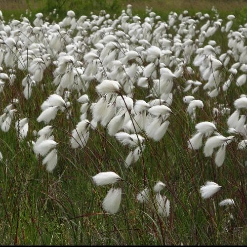 Eriophorum angustifolium - Common Cotton Grass