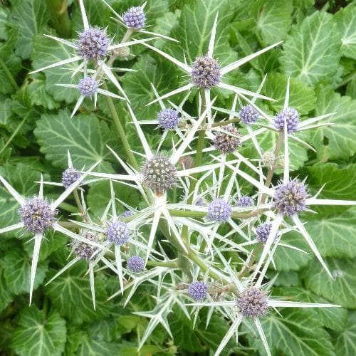 Eryngium variifolium