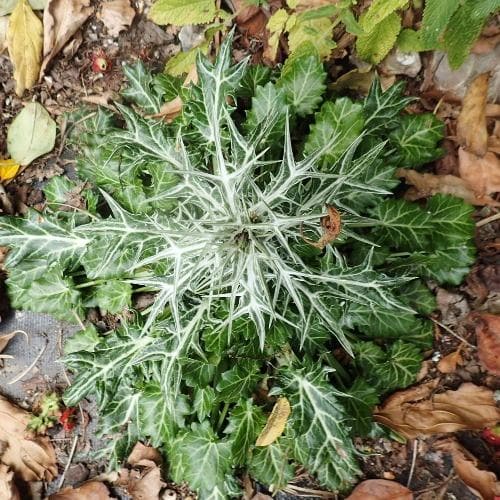 Eryngium variifolium