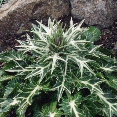 Eryngium variifolium