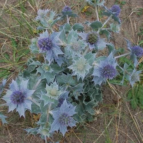 Eryngium maritimum - Future Forests