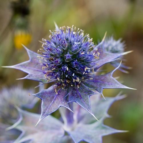 Eryngium maritimum - Future Forests