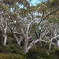 Eucalyptus coccifera - Future Forests