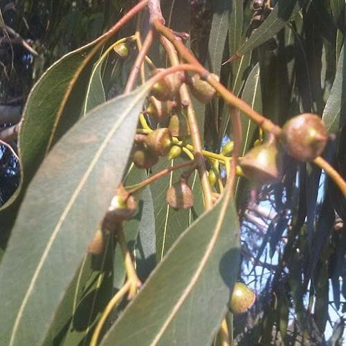 Eucalyptus dalrympleana - Future Forests