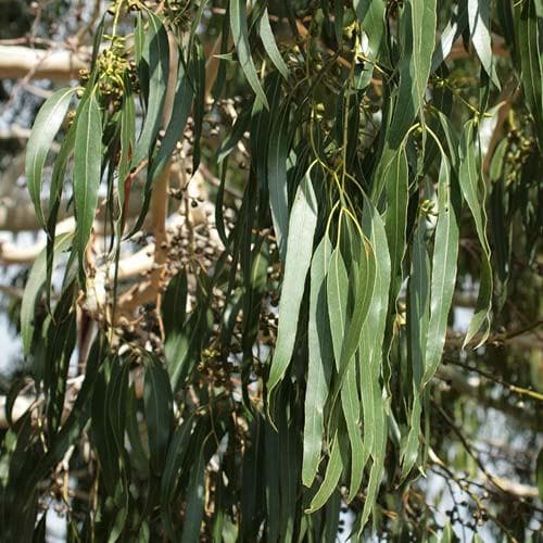 Eucalyptus dalrympleana - Future Forests