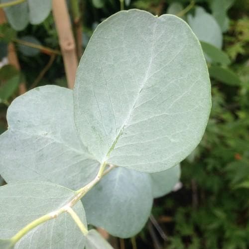 Eucalyptus gunnii - Future Forests