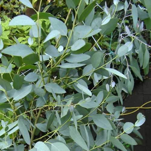 Eucalyptus archeri 9cm Pot (Young Tree 1ft)