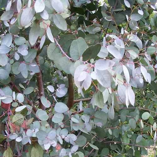 Eucalyptus archeri - Future Forests