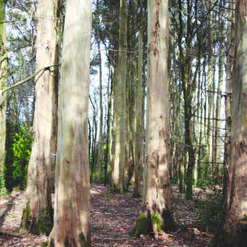 Eucalyptus johnstonii