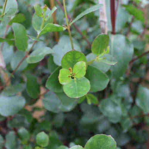 Eucalyptus johnstonii