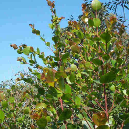 Eucalyptus johnstonii