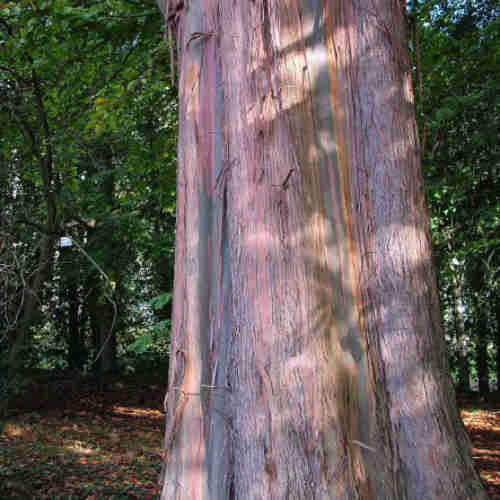 Eucalyptus johnstonii