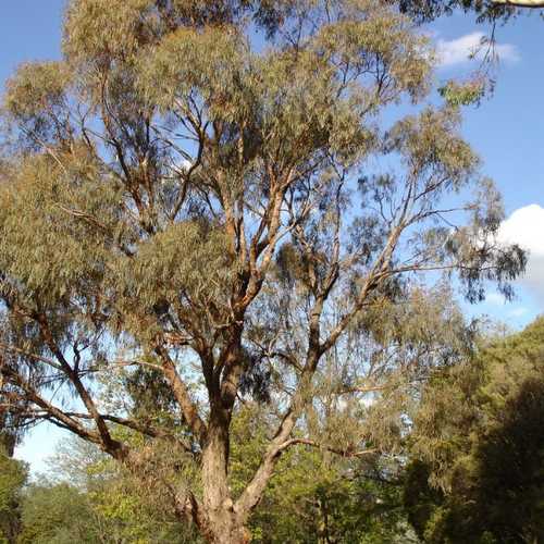 Eucalyptus nicholii - Future Forests