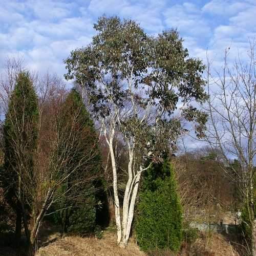 Eucalyptus niphophila - Future Forests