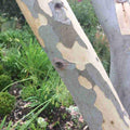 Eucalyptus pauciflora debeuzevillei 9cm Pot (Young Tree 1-2ft)