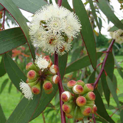 Eucalyptus pauciflora debeuzevillei