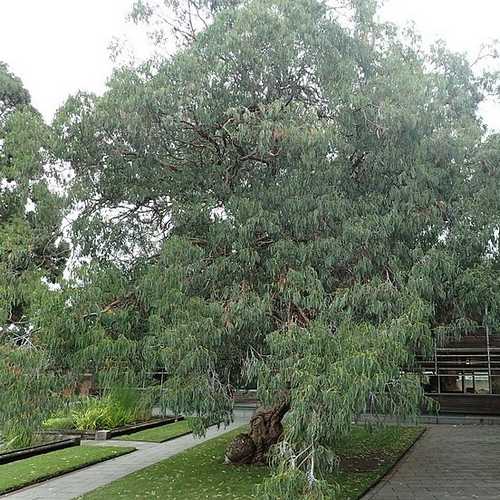 Eucalyptus perriniana - Future Forests