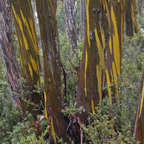 Eucalyptus subcrenulata