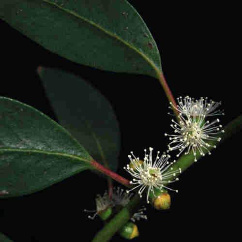 Eucalyptus subcrenulata