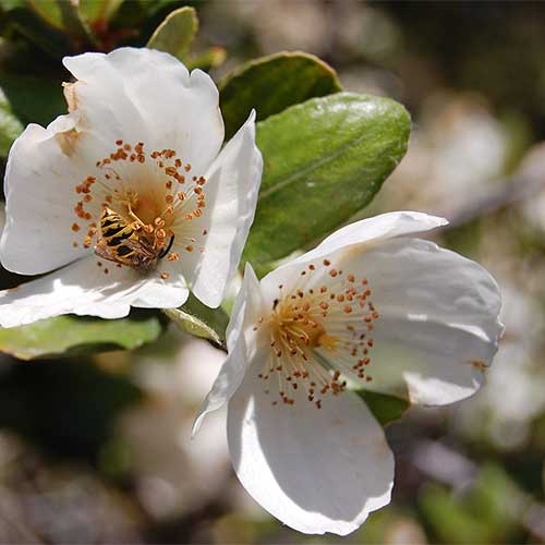 Eucryphia cordifolia