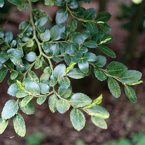 Eucryphia cordifolia