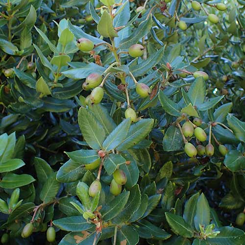 Eucryphia cordifolia