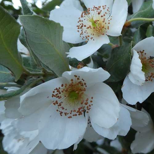 Eucryphia cordifolia