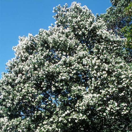 Eucryphia cordifolia