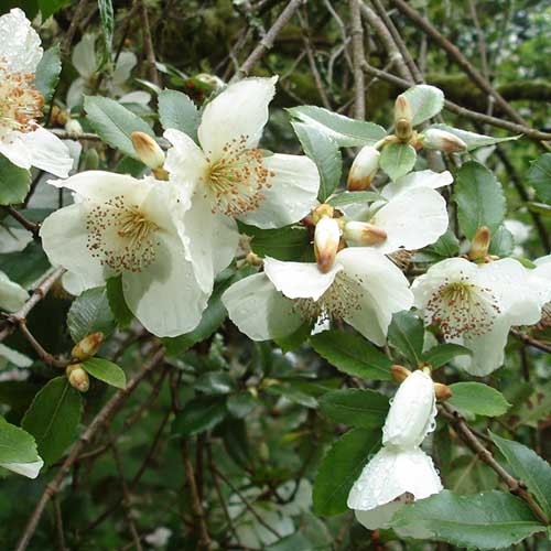 Eucryphia cordifolia