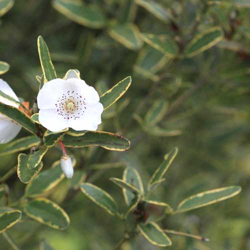 Eucryphia lucida Gilt Edge