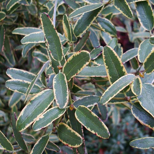 Eucryphia lucida Gilt Edge