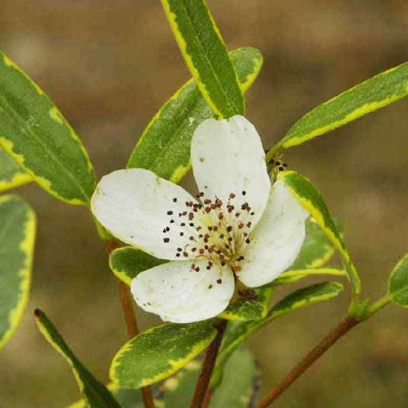 Eucryphia lucida Gilt Edge