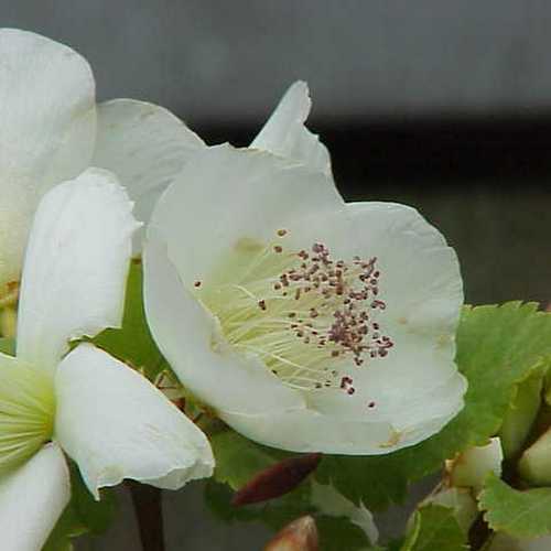 Eucryphia glutinosa - Future Forests