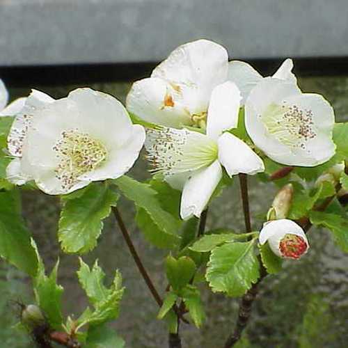 Eucryphia glutinosa - Future Forests