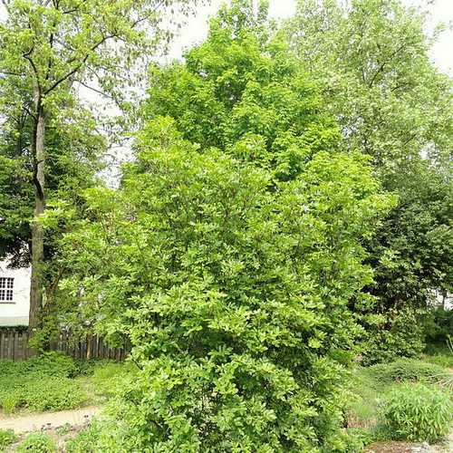 Eucryphia glutinosa - Future Forests