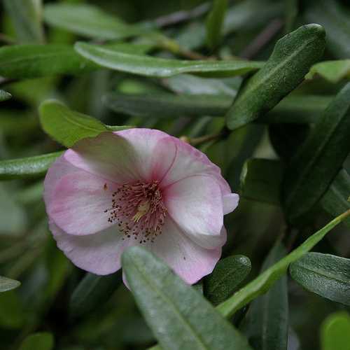 Eucryphia lucida Ballerina - Future Forests