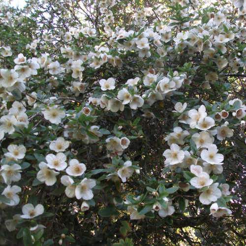 Eucryphia x nymansensis Nymansay