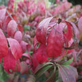 Euonymus alatus