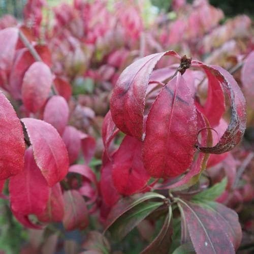 Euonymus alatus Compacta - Future Forests