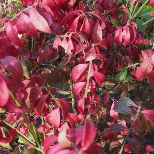 Euonymus alatus Compacta - Future Forests