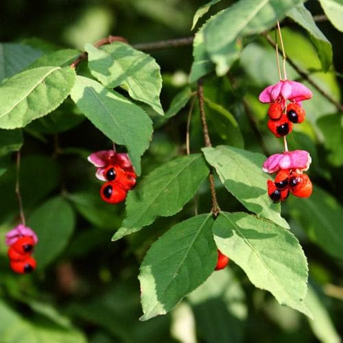 Euonymus latifolius