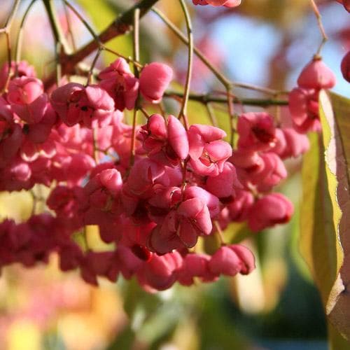 Euonymus latifolius