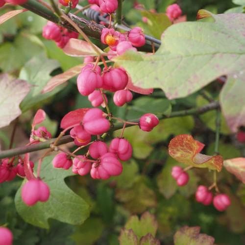 Euonymus europaeus - Spindle Bareroot | 2-3ft