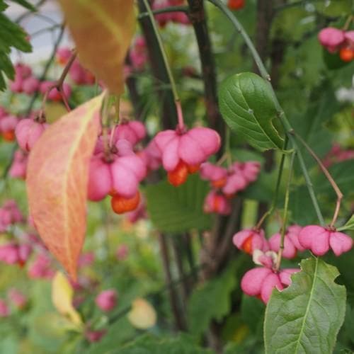 Euonymus europaeus - Spindle - Future Forests