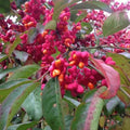 Euonymus europaeus Red Cascade - Future Forests