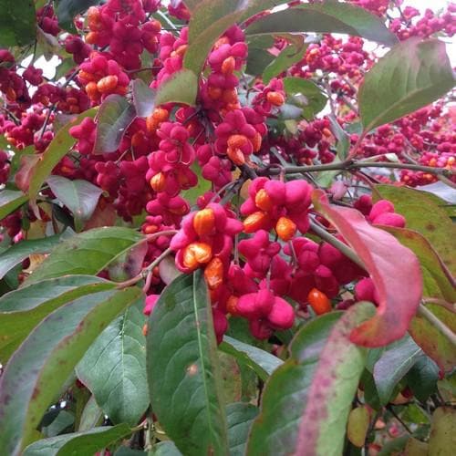 Euonymus europaeus Red Cascade - Future Forests