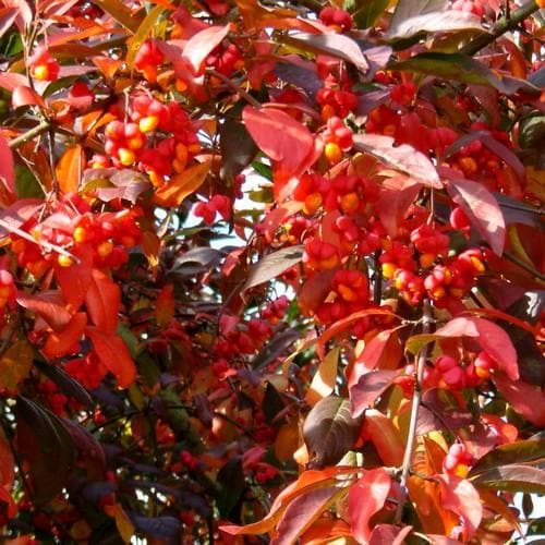 Euonymus europaeus Red Cascade - Future Forests