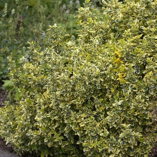 Euonymus fortunei Emerald & Gold - Future Forests