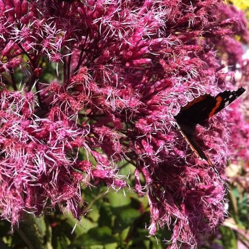 Eupatorium maculatum Purpureum - Future Forests